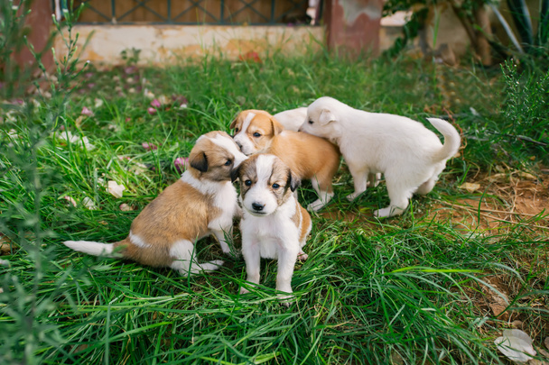 Gruppo di cuccioli senzatetto con gli occhi tristi sull'erba verde
. - Foto, immagini