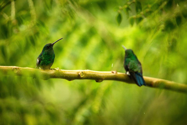 Kaksi kolibria Hehkuva Puffleg istuu oksalla sateessa trooppisessa metsässä, Kolumbiassa, lintu kyydissä, pieni kaunis lintu lepää puussa puutarhassa, kirkas tausta, luontokohtaus luonnosta
 - Valokuva, kuva