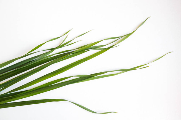 green oat grass leaves on white background - 写真・画像