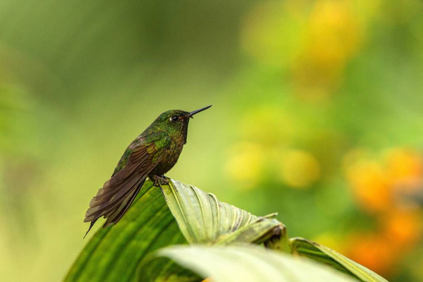 Светящийся Puffleg сидя на листе, колибри из тропического тропического леса, Эквадор, птица сидя, крошечная красивая птица покоится на дереве в саду, четкий фон, природа сцены из дикой природы
 - Фото, изображение