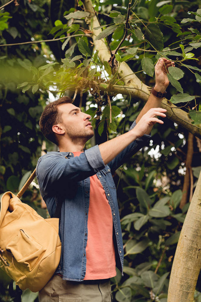 traveler with backpack touching tree branches in tropical forest - Foto, afbeelding