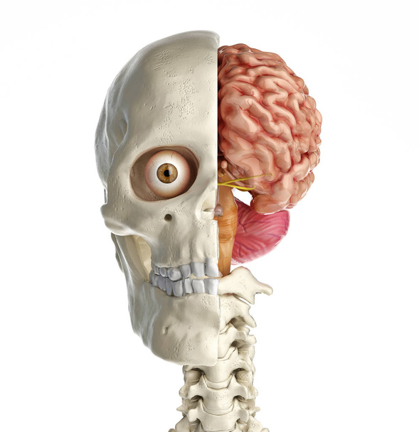 Human skull cross section with brain. - Φωτογραφία, εικόνα