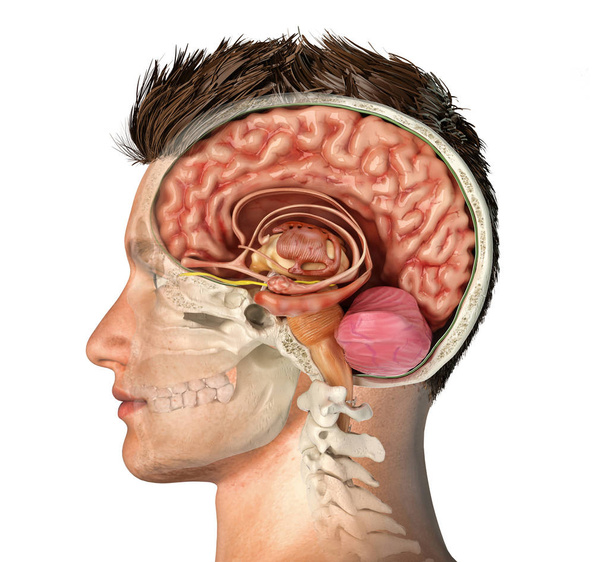 Tête d'homme avec crâne coupe transversale avec cerveau
. - Photo, image