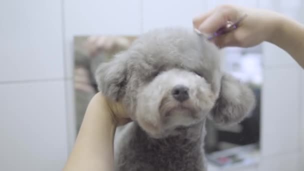 Diligent pet groomer hand combs and cuts small gray dog hair with scissors in groomers salon holding his neck close up. Professional animal haircut and styling. The art of grooming - Felvétel, videó