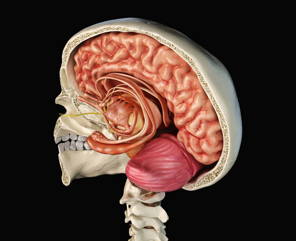 Sezione cranica umana con cervello
. - Foto, immagini