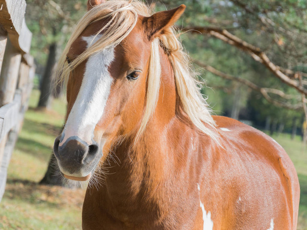 Un hermoso caballo de la bahía se encuentra cerca de la cerca en la pluma
. - Foto, imagen