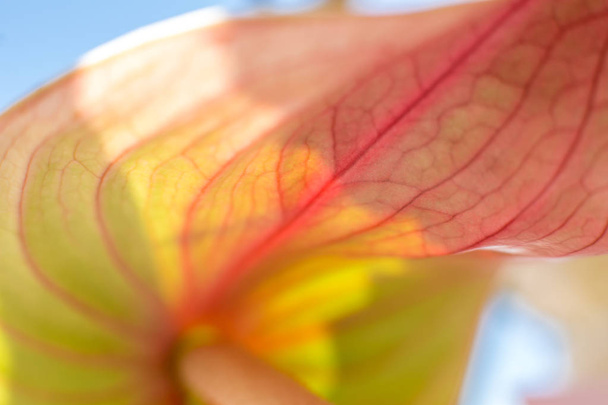 gros plan coccinelle rampant sur fleur d'anthurium frais avec fond flou. Décoration événementielle avec des fleurs fraîches
 - Photo, image