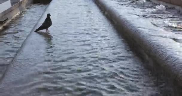 Dove drinking water - Video