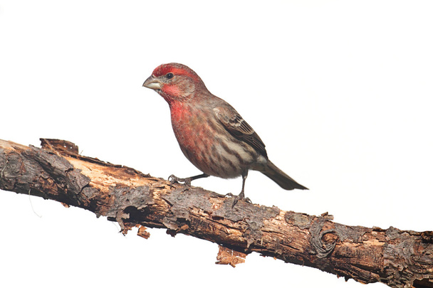 Male House Finch (Carpodacus mexicanus) on white - Photo, Image