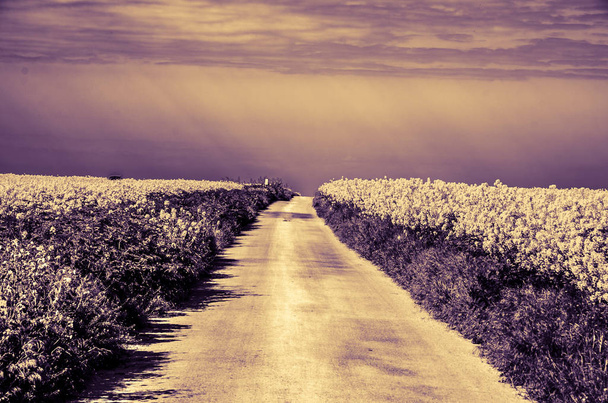 sentiero rurale attraverso campi in fiore
 - Foto, immagini