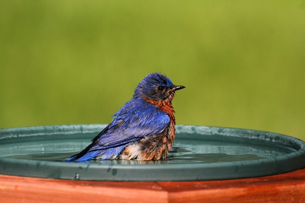 Eastern Bluebird golpeando el calor
 - Foto, imagen