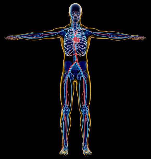 Человек скелет и сердечно-сосудистой системы. X-ray
. - Фото, изображение