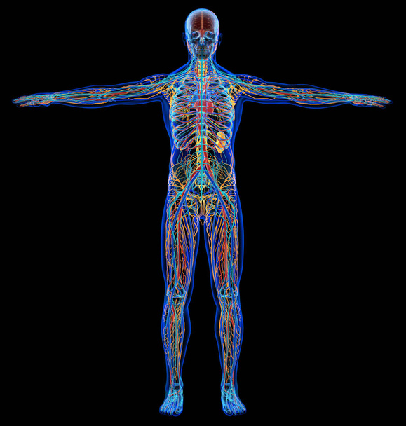 Man diagram x-ray cardiovasculaire, zenuwachtig, limphatic en skeleta - Foto, afbeelding