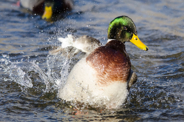 Mallard Duck Playing and Splashing in the Cool and Refreshing Water - Photo, Image