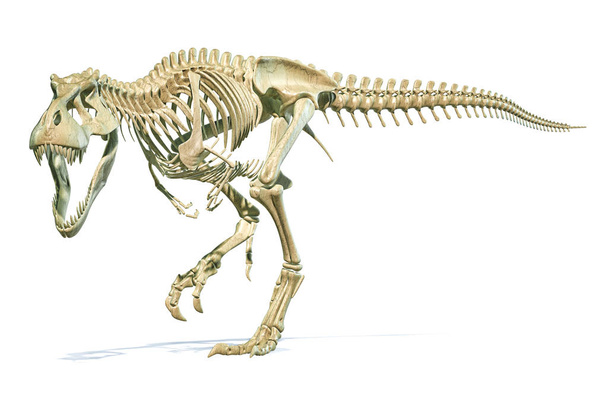 Tyrannosaurus Rex dinosaur photorealistic 3d rendering of full s - Photo, Image