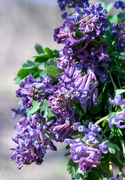 Kukkakimppu violetti villikukkia
 - Valokuva, kuva