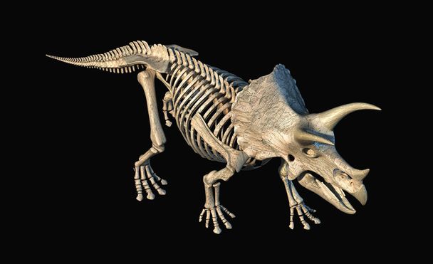 Palaeontologyイメージ 写真素材との写真palaeontology