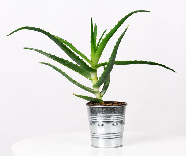 aloe vera plant - Фото, изображение