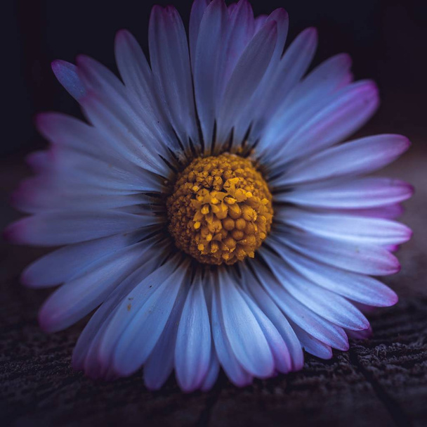sedmikráska květ v jarní - Fotografie, Obrázek