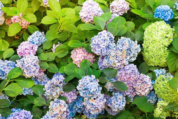 Hydrangea is pink, blue, lilac, violet, purple flowers are blooming in spring and summer at sunset in town garden. - Photo, Image