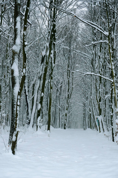 Een verlaten weg ligt in een besneeuwd bos op een mistige dag. Oekraïense natuur. - Foto, afbeelding