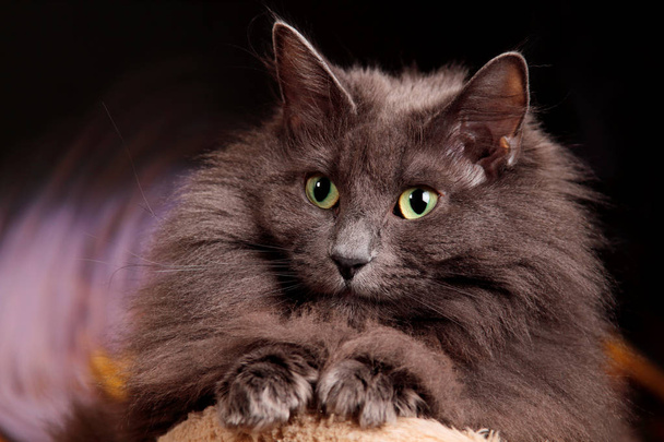 A portrait of a beautiful blue norwegian forest cat - Photo, Image