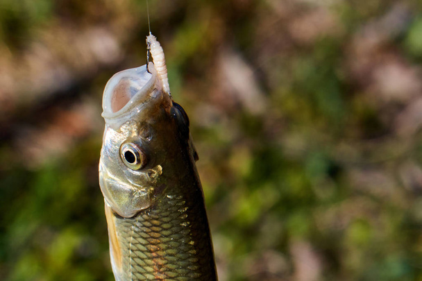 рыба на крючке с личинкой, крупным планом
 - Фото, изображение