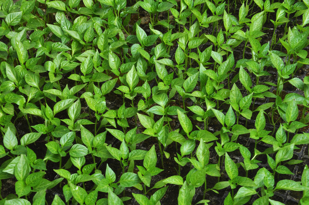 Pěstování sazenic papriky ve skleníku  - Fotografie, Obrázek