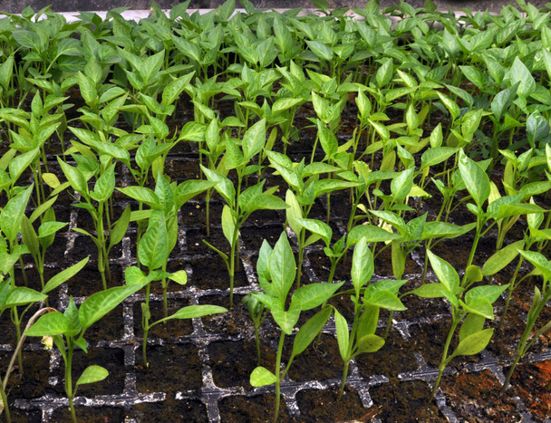 Αυξάνονται τα σπορόφυτα γλυκιάς πιπεριάς σε ένα θερμοκήπιο  - Φωτογραφία, εικόνα