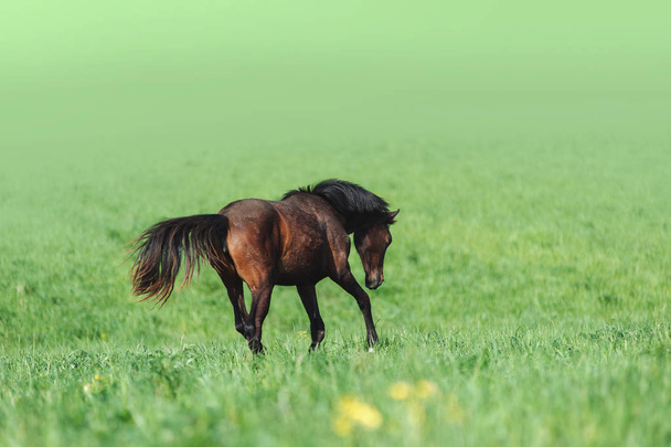Bella baia sfondo salta in un campo in libertà sullo sfondo di erba verde
 - Foto, immagini