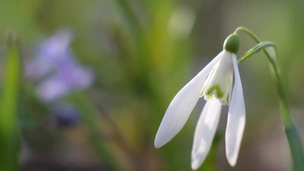 tender white flower of common snowdrop flower, Galanthus nivalis, symbol of spring, enjoys warm and sunny day, rocking in the wind, blurred background - 映像、動画