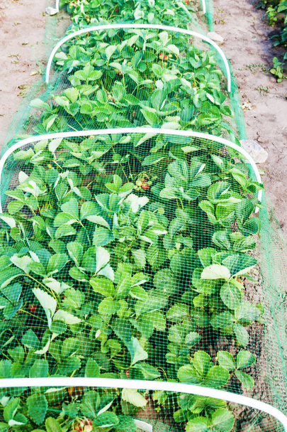 Strawberries bed covered with protective mesh from birds - Photo, Image