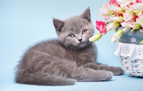 Gattino scozzese etero. Un gattino è accanto a fiori rosa
 - Foto, immagini