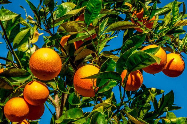 Branch of orange tree with fruits in the garden - Photo, Image