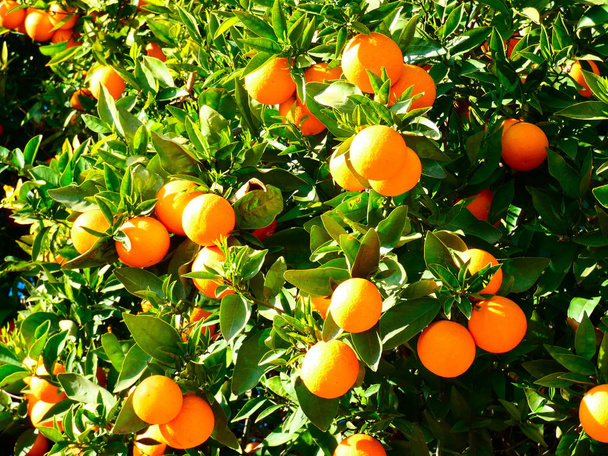 Naranjas en el árbol en el jardín
 - Foto, Imagen
