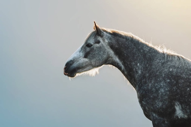 Πορτρέτο του ένα γκρίζο άλογο στα μήλα με φόντο βουνά - Φωτογραφία, εικόνα