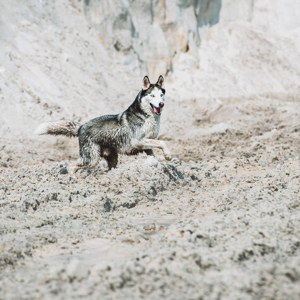 Beautiful dog breed Siberian Husky runs on the sand on the beach - Foto, Bild