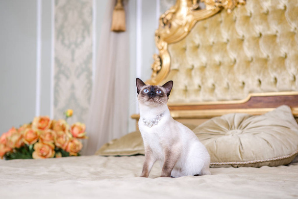 A téma a luxus és a gazdagság. Fiatal macska nélkül egy farok fajtiszta Farkat kurtít Mecogon van-on nagy ágy koporsó mellett a reneszánsz barokk párna Franciaországban Európa Versailles palota - Fotó, kép