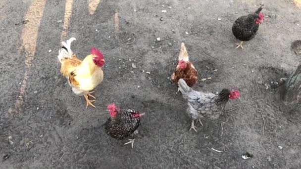 Csirke-és kakas séta a földön. Biogazdaságot - Felvétel, videó