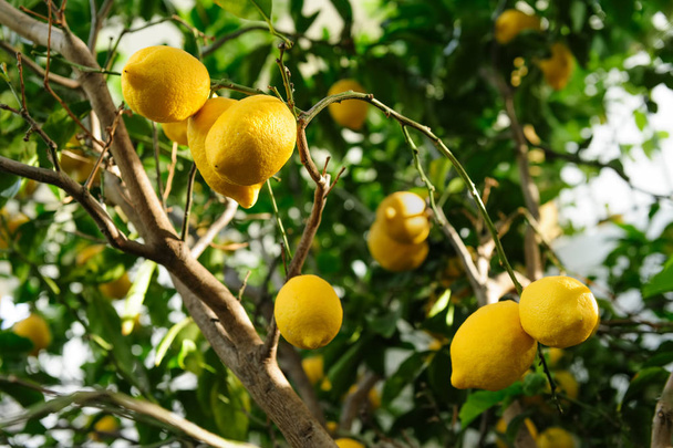 Лимонные фрукты висят на дереве
 - Фото, изображение