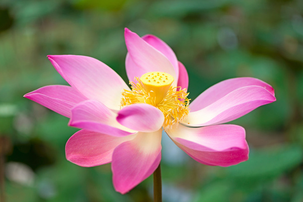 Lotus flower - Foto, afbeelding