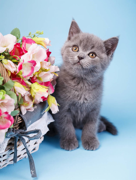 The cat sits next to a basket with flowers - Foto, immagini