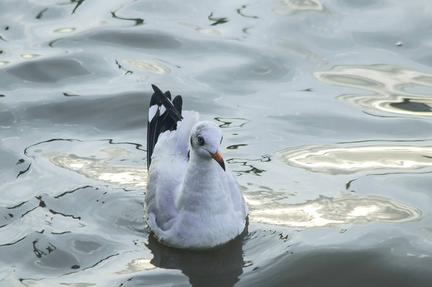 Οι γλάροι είναι στο νερό ένα αρσενικό πουλί με γκρίζα ή λευκή γούνα - Φωτογραφία, εικόνα