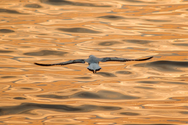 Seagulls latają nad morzem. Jak latanie wokół wybrzeża lub rzeki - Zdjęcie, obraz