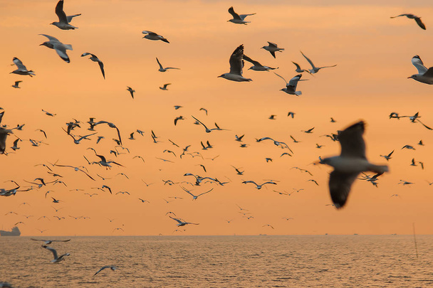 Silhouette of seagulls flying with the sunset - Photo, Image