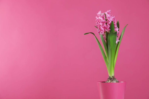 Beautiful hyacinth in pot on color background, space for text. Spring flower - Фото, изображение