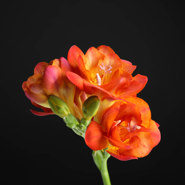 Beautiful bright freesia flower on dark background - Foto, imagen