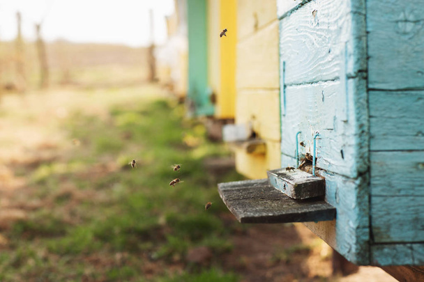 Detalle de la colmena de abejas de cerca. Las abejas están trabajando - Foto, Imagen