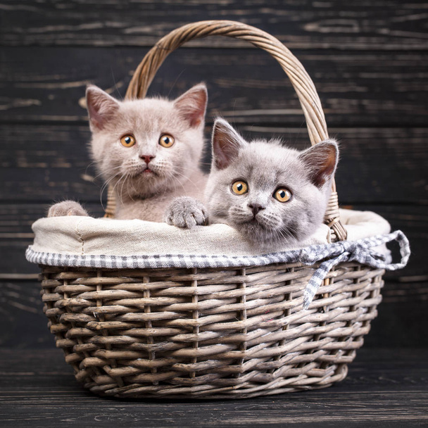 Scottish straight kittens. Professional photography purebred kit - Photo, image