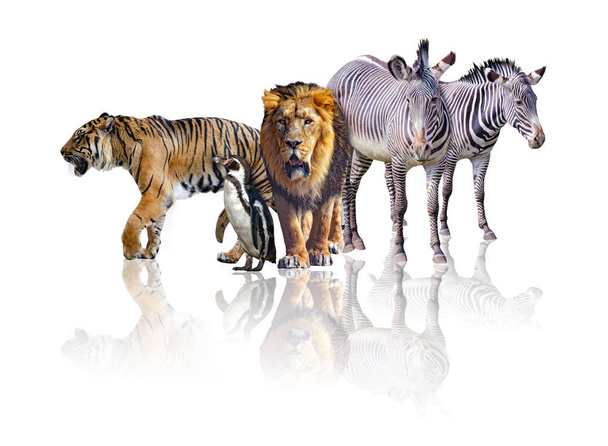 Groep van Afrikaanse safari dieren lopen samen. Het is geïsoleerd op de witte achtergrond. Het weerspiegelt hun imago. Er zijn zebra's, Leeuw, tijger en pinguïn. - Foto, afbeelding